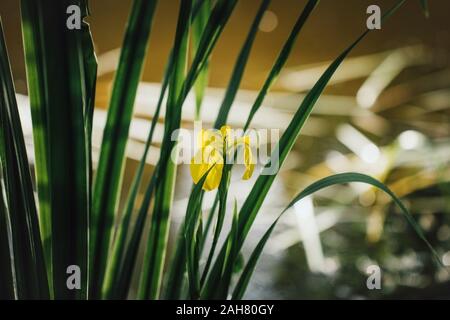 L'iris jaune sur fond vert feuille. Iris pseudacorus près de la mer au coucher du soleil. De beaux paysages. Fleur jaune à proximité d'un étang ou marécage. Banque D'Images