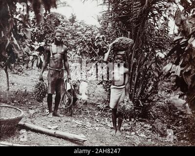 Le Nigeria, le marquage au verso : 'No 1 La cueillette de noix pour le pétrole". Un homme et une fille porter des grappes de l'huile de noix de palme africaine pour l'huile de noix, de l'entreprise [c.1920s]. 2/24/2000/098. Banque D'Images
