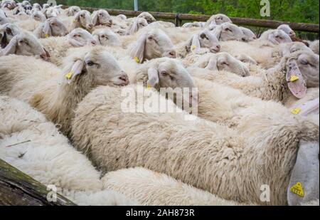 Grand troupeau de moutons en herbe, Trentin-Haut-Adige, northr Italie - Flock de moutons blancs Banque D'Images