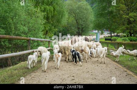 Troupeau de moutons et agneaux d'être poussés vers le bas country road in Trentin-Haut-Adige, Italie du nord. Ovis aries. Banque D'Images