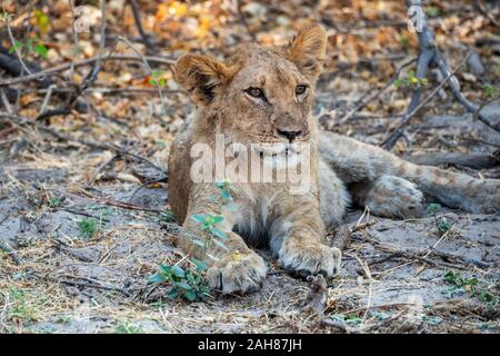 Lion (Panthera leo) assis à l'ombre de Bush dans le Parc National de Chobe, Botswana, Afrique du Sud Banque D'Images