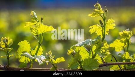 - Vitis vinifera. La floraison de la vigne. La floraison du raisin dans la vigne au printemps. Les feuilles et les sarments Banque D'Images