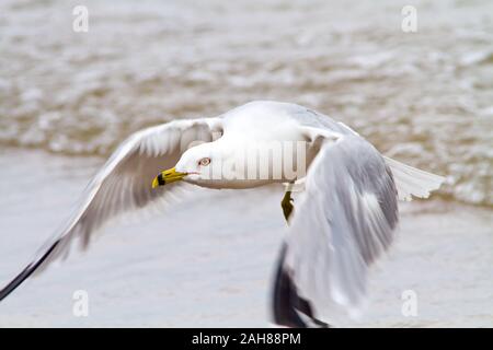 Une mouette en vol sur le lac Huron à Grand Bend, Ontario Canada. Banque D'Images