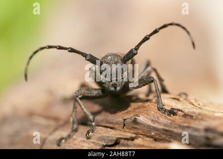 Weaver (Lamia textor) Banque D'Images