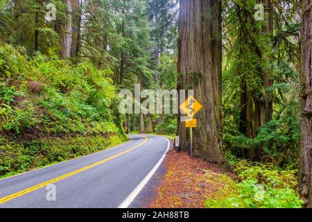 Bend Double Sign in Redwood National Park California USA Banque D'Images