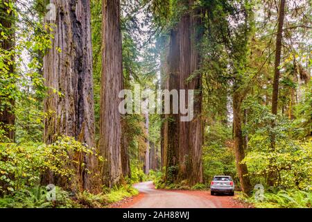 Chemin de terre sinueux au Redwood National Park California USA Banque D'Images