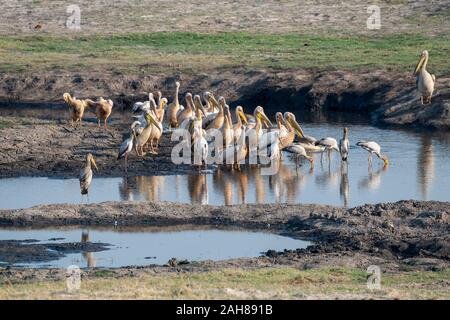 Grand Pélican blanc (Pelecanus onocrotalus) et jaune-billed Stork (Mycteria ibis) Comité permanent dans l'étang dans le Parc National de Chobe, Botswana, Afrique du Sud Banque D'Images