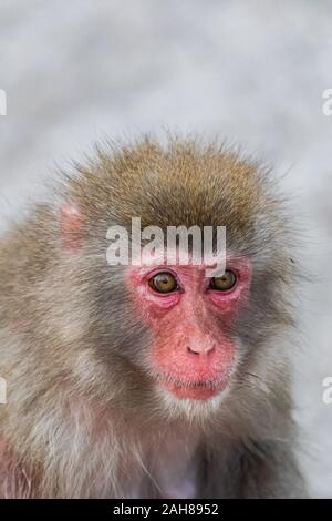 Macaque japonais (Macaca fuscata), tête portrait Banque D'Images
