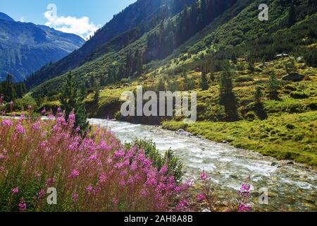 Fleurs de Montagne et la rivière. Rainbachtal. Paysage alpin, une vallée latérale du Krimmler Achental. Parc national de Hohe Tauern. Alpes autrichiennes. Banque D'Images