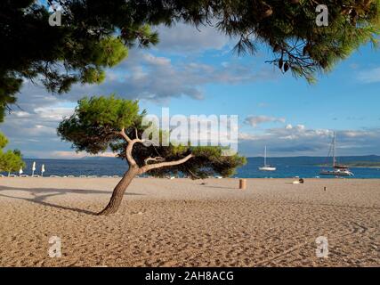 Arbre à la plus célèbre plage de la Corne d'or (Zlatni Rat) près de Bol sur l'île de Brac Banque D'Images