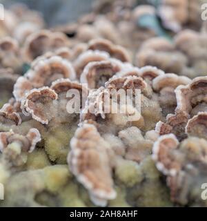 Des Macro Ce qu'il pensait être les jeunes polypore champignon Coriolus versicolor Trametes versicolor - Turquie / Champignon de queue. Utilisation médicinale dans le cancer. Banque D'Images