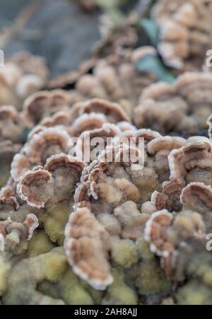 Des Macro Ce qu'il pensait être les jeunes polypore champignon Coriolus versicolor Trametes versicolor - Turquie / Champignon de queue. Utilisation médicinale dans le cancer. Banque D'Images