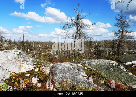 Vue du fond naturel de la taïga avec pierres mégalithiques seid boulder, arbres morts dans la montagne Vottovaara sur la réserve naturelle, la Carélie, Russie. Lap Banque D'Images