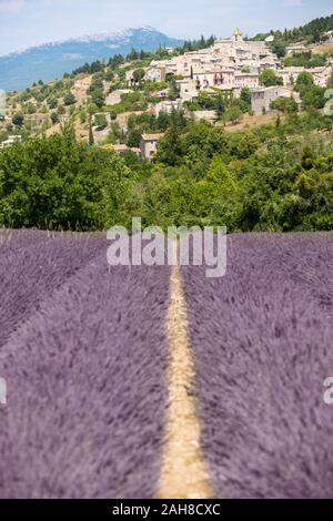 Vue emblématique d'une rangée de fleurs de lavande convergeant à la distance d'un petit village assis sur une colline en pente Banque D'Images