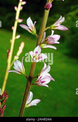 Francoa sonchifolia est endémique au Chili où elle a besoin d'habitats ensoleillée ouverte. Banque D'Images