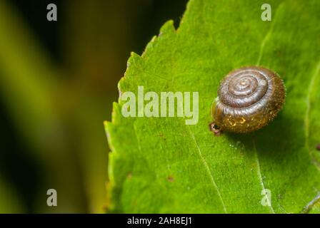 Une selective focus shot d'une coquille d'escargot transparent sur une feuille verte avec un arrière-plan flou Banque D'Images