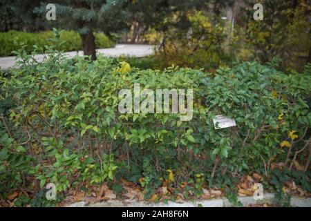Ligustrum lucidum . Ligustrum lucidum est souvent utilisé comme un arbre ornemental, parfois dans des formes variées. Feuilles de cire arbuste vert ligustrum . Banque D'Images