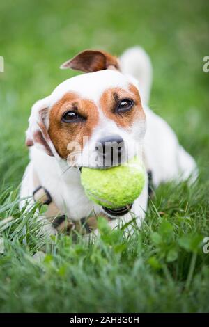 Gros plan sur un petit chien mutt ludique debout sur l'herbe verte et tenant une balle de tennis jaune dans sa bouche Banque D'Images