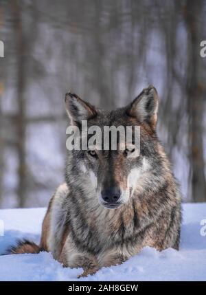 Le loup gris (Canis lupus Linnaeus, 1758), également appelé loup commun ou simplement le loup, est un canidé de lupin, présents dans les zones éloignées de l'Amérique du Nord Banque D'Images