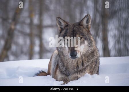 Le loup gris (Canis lupus Linnaeus, 1758), également appelé loup commun ou simplement le loup, est un canidé de lupin, présents dans les zones éloignées de l'Amérique du Nord Banque D'Images