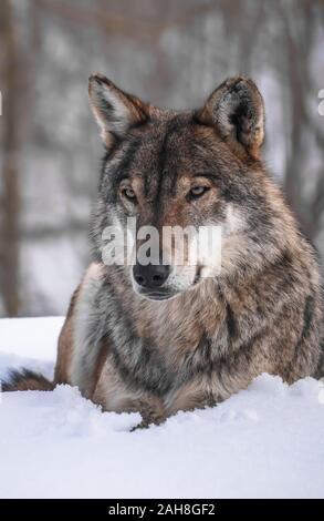 Le loup gris (Canis lupus Linnaeus, 1758), également appelé loup commun ou simplement le loup, est un canidé de lupin, présents dans les zones éloignées de l'Amérique du Nord Banque D'Images