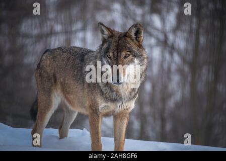 Le loup gris (Canis lupus Linnaeus, 1758), également appelé loup commun ou simplement le loup, est un canidé de lupin, présents dans les zones éloignées de l'Amérique du Nord Banque D'Images