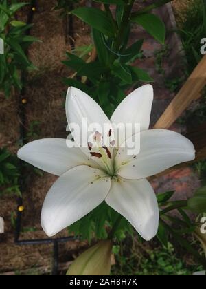 L'eyeliner Lilium Banque D'Images