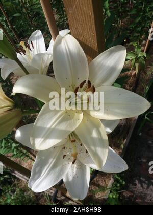 L'eyeliner Lilium Banque D'Images