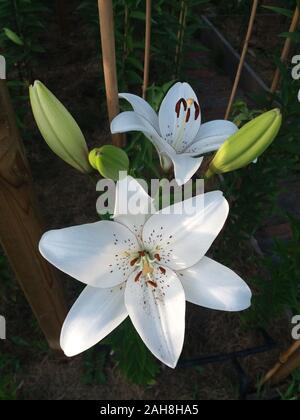 L'eyeliner Lilium Banque D'Images