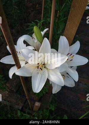 L'eyeliner Lilium Banque D'Images