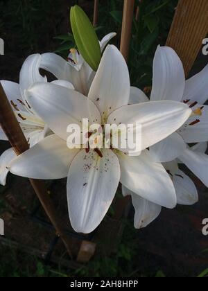 L'eyeliner Lilium Banque D'Images