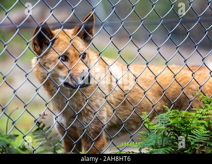 Un Dingo sauvages en captivité de bars dans la cage derrière Walkabout Wildlife Park, New South Wales, Australie, le 13 octobre 2019 Banque D'Images