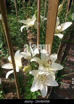 L'eyeliner Lilium Banque D'Images