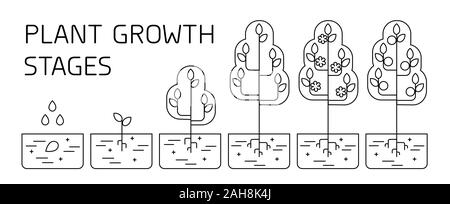 Étapes de la croissance des arbres l'infographie. L'art de la ligne d'icônes. Modèle d'instructions de plantation. Style linéaire illustration isolé sur blanc. Fruits de la plantation. Illustration de Vecteur