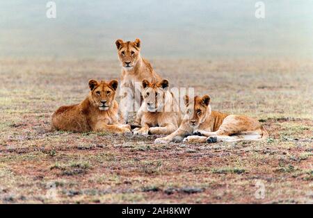 La Tanzanie. La faune. Le parc national du Serengeti. Groupe de jeunes lions au repos. Banque D'Images