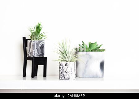Collection de succulentes géométrique marbré semoirs avec de belles petites plantes succulentes sur plateau blanc contre mur blanc. Décoration de la vie Banque D'Images