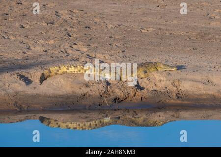 L'Afrique, la Zambie, le parc national de South Luangwa. Crocodile du Nil sur berge avec réflexion. Banque D'Images