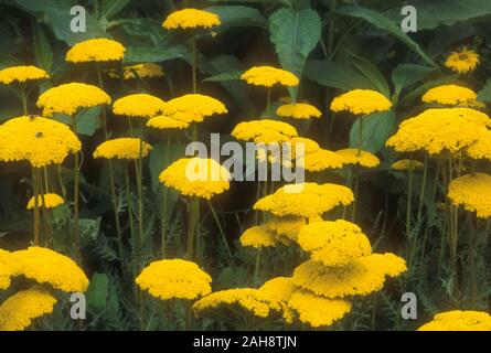 ACHILLEA FILIPENDULINA 'PARKER'S VARIETY' (connu comme l'achillée mille-feuille) ou une plante vivace Banque D'Images