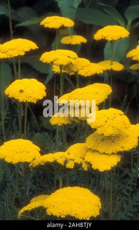 ACHILLEA FILIPENDULINA 'PARKER'S VARIETY' (connu comme l'achillée mille-feuille) ou une plante vivace Banque D'Images