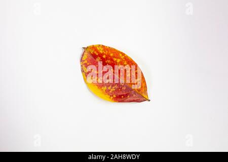 Crepe Myrtle lef isolés à l'automne couleurs de jaune et de rouge étant tombé de l'arbre et de séchage Banque D'Images