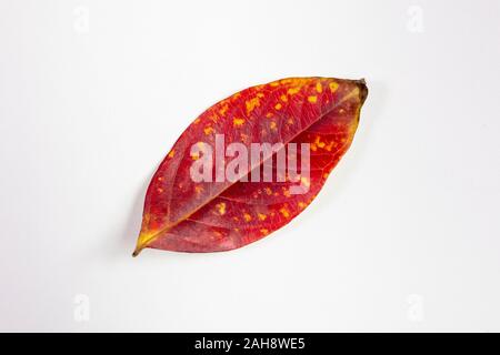Crepe Myrtle lef isolés à l'automne couleurs de jaune et de rouge étant tombé de l'arbre et de séchage Banque D'Images
