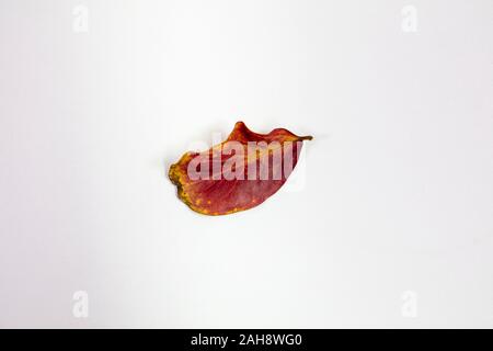 Crepe Myrtle lef isolés à l'automne couleurs de jaune et de rouge étant tombé de l'arbre et de séchage Banque D'Images