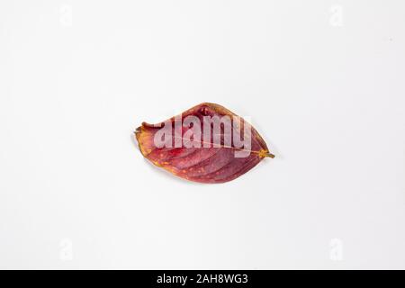 Crepe Myrtle lef isolés à l'automne couleurs de jaune et de rouge étant tombé de l'arbre et de séchage Banque D'Images