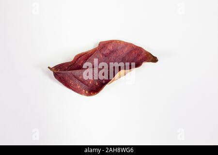 Crepe Myrtle lef isolés à l'automne couleurs de jaune et de rouge étant tombé de l'arbre et de séchage Banque D'Images