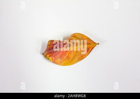 Crepe Myrtle lef isolés à l'automne couleurs de jaune et de rouge étant tombé de l'arbre et de séchage Banque D'Images