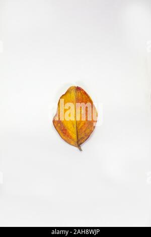 Crepe Myrtle lef isolés à l'automne couleurs de jaune et de rouge étant tombé de l'arbre et de séchage Banque D'Images