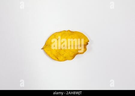 Crepe Myrtle lef isolés à l'automne couleurs de jaune et de rouge étant tombé de l'arbre et de séchage Banque D'Images