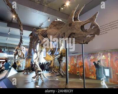 ( T. Triceratops prorsus ) squelette de dinosaure en exposition au Musée d'histoire naturelle du comté de Los Angeles Banque D'Images