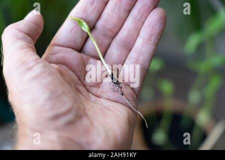 La santé de l'Okra des semis de plantes se reposant dans un mans part prêt pour la transplantation. Banque D'Images