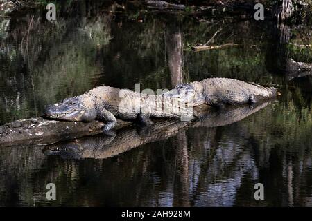 Alligators close-up Vue de profil sur un journal sur l'eau affichant des dents, tête, nez, yeux, pattes, avec un organe de réflexion sur l'eau à l'entourent Banque D'Images